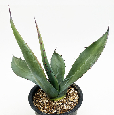 アガベ　モンタナ &rdquo;グリーンジャンボ&rdquo;