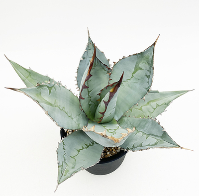 アガベ　チタノタ &rdquo;ランチョタンバー&rdquo;