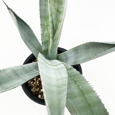 アガベ　&rdquo;シルバー・サーファー&rdquo;