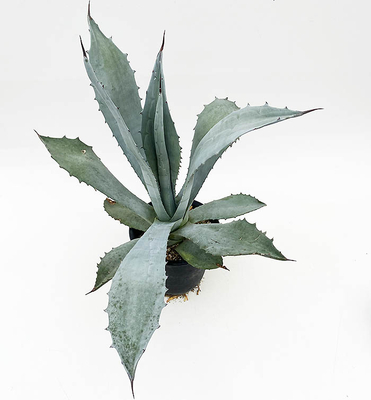 アガベ　アメリカーナ・エクスパンサ