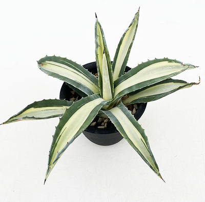 アガベ　アメリカーナ・メディオピクタ