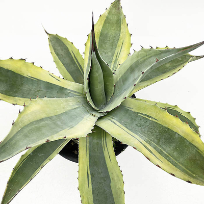 アガベ　オバティホリア &rdquo;オルカ&rdquo;
