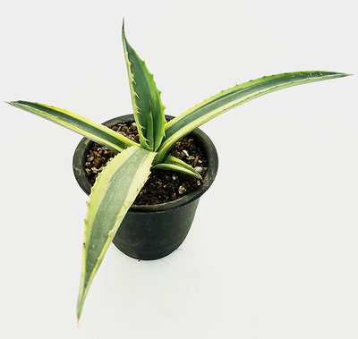 アガベ　サルミアナ・サルミアナ　マージネータ