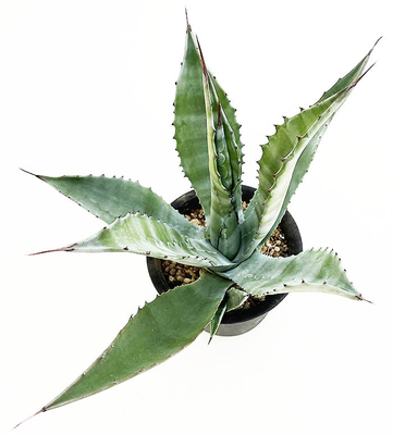 アガベ　サルミアナ・フェロックス "クレージーホース"