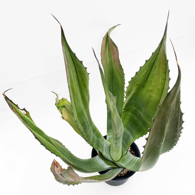 アガベ SP.  　(アトロビレンス・シグマトフィラ ?）