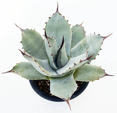 アガベ　パルリ・パルリ