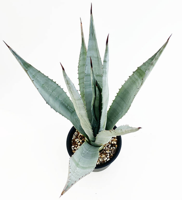 アガベ　アメリカーナ・オアクサセンシス 