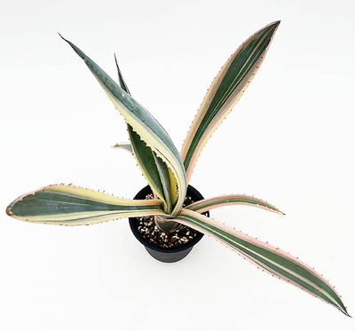 アガベ　マピサガ・リサ（変わり斑）