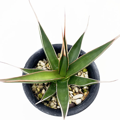 アガベ　ペローナ