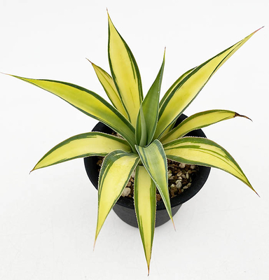 アガベ　&rdquo;デザート ライトニング&rdquo;