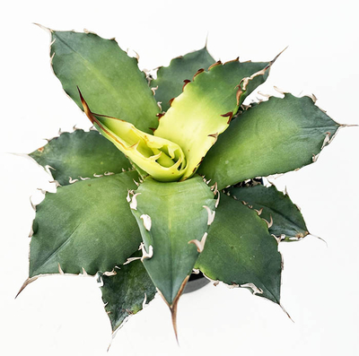 アガベ　オテロイ &rdquo;サンバースト&rdquo;（季節斑）