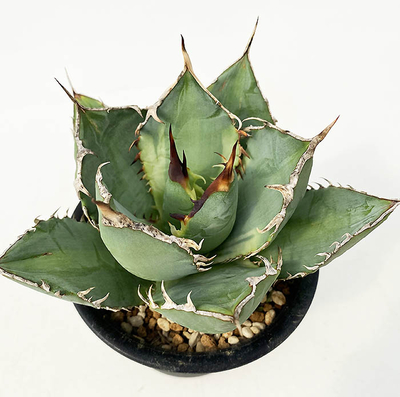 アガベ　 オテロイ黄覆輪 &rdquo;バナナピール&rdquo;