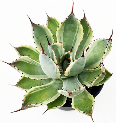 アガベ　吉祥冠錦