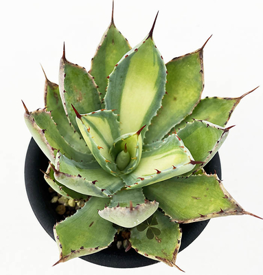 アガベ　ラムランナー