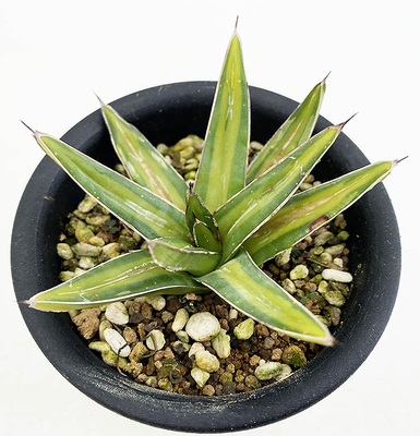 アガベ　ビクトリア・レジーナ・メディアピクタ &rdquo;金山&rdquo;