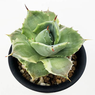 アガベ　王妃雷神白覆輪