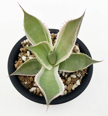 アガベ　ポタトラム&rdquo;スノーフォール&rdquo;