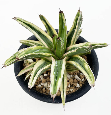 アガベ　ビクトリア・レジーナ &rdquo;フランソワ・アイボリー&rdquo;