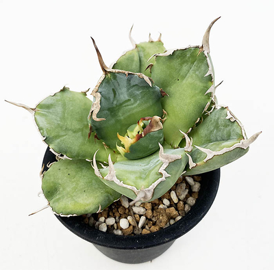 アガベ　オテロイ（シエラミクステカFO-076 ）コンパクタ