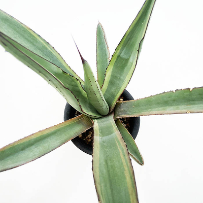 アガベ　ニグラ &rdquo;シャークバイト&rdquo;