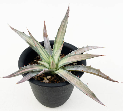 アガベ　デサーティ・シンプレックス &rdquo;スノー デビル&rdquo;　