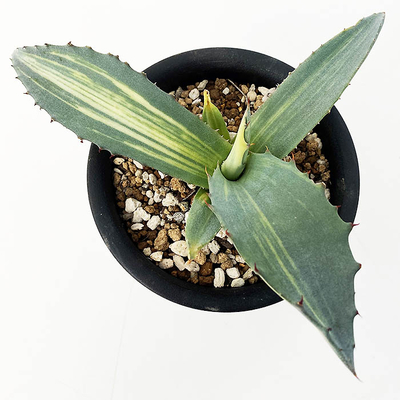 アガベ　サルミアナ・フェロックス　ストリアータ