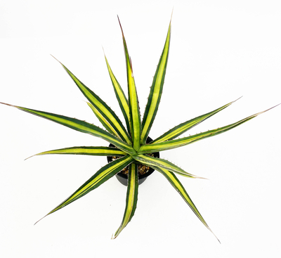 アガベ　ファンキアナ &rdquo;オリンピック・ゴールド&rdquo;