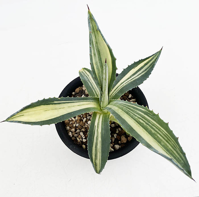 アガベ　アメリカーナ・ストリアータ