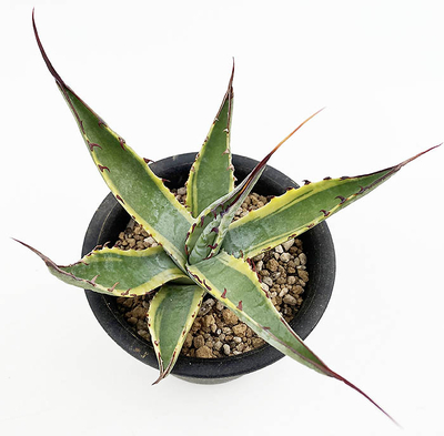 アガベ　アスペリーマ・マデレンシス  &rdquo;グランド デューク&rdquo;