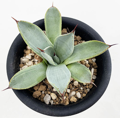 アガベ　パルリ &rdquo;ボーダーガード&rdquo;