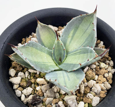 パルリ・ワチュセンシス中斑