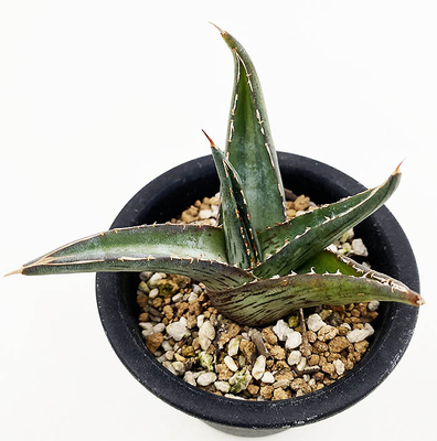 アガベ　プミラ "ロングホーン"