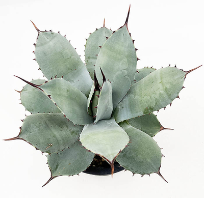 アガベ　パルリ・パルリ