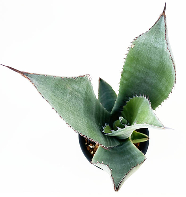 アガベ SP.  　(アトロビレンス・シグマトフィラ ?）