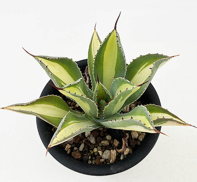 アガベ　ポタトラム&rdquo;サウスポール&rdquo;