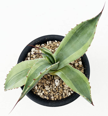 アガベ　オバティホリア &rdquo;キラー&rdquo;