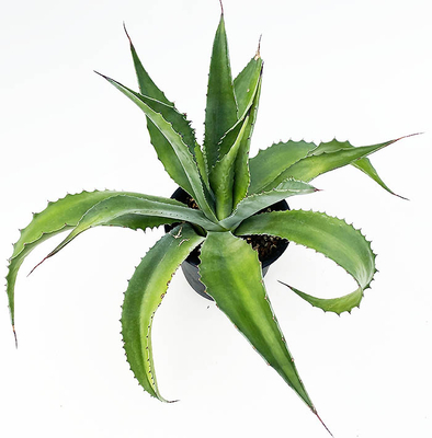 アガベ　サルミアナ・フェロックス &rdquo;ローガン・カルホーン&rdquo;