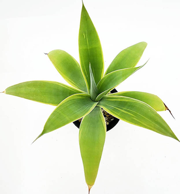 アガベ　アテヌアータ（斑変り）