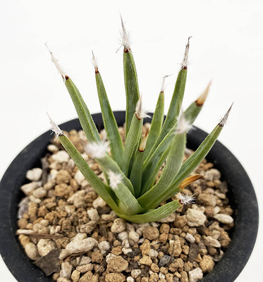 アガベ　アルボピローサ