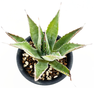 アガベ  モンタナ