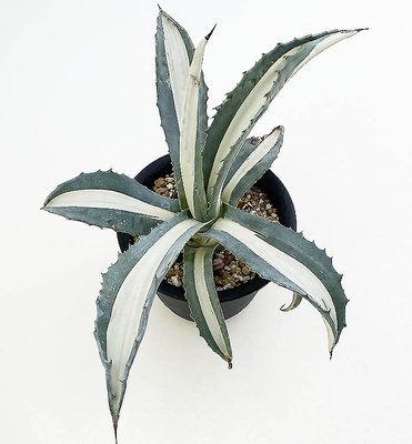 アガベ　アメリカーナ・メディオピクタ・アルバ（華厳）
