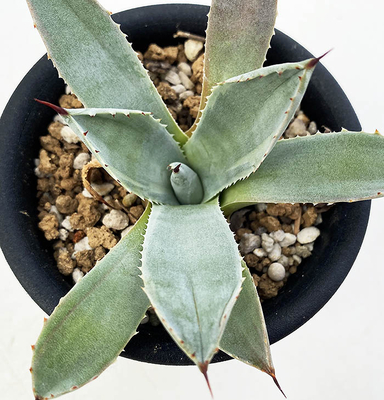 アガベ　パルリ "J.C."s シャドー"