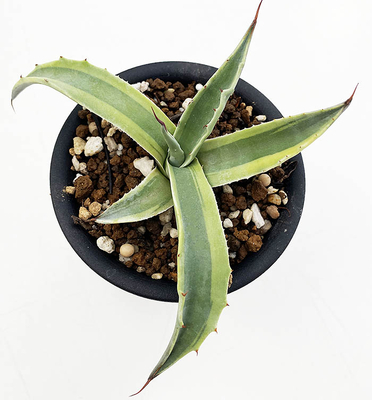 アガベ　オバティホリア &rdquo;オルカ&rdquo;