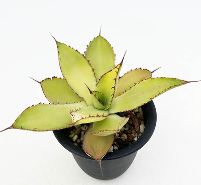 アガベ　ボビコルヌータ &rdquo;ディバイン ボバイン&rdquo;