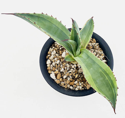 アガベ　オバティホリア &rdquo;キラー&rdquo;