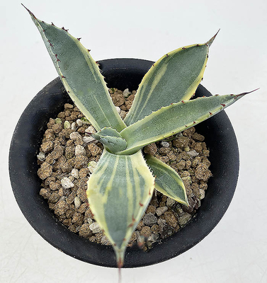 アガベ　パルリ &rdquo;ラッキー ストライプ&rdquo;