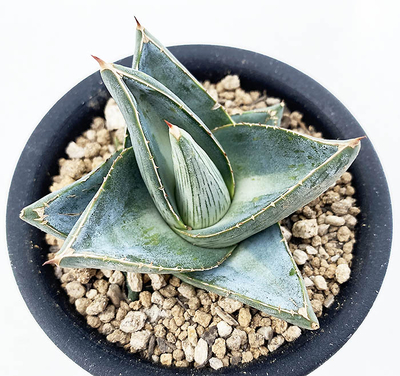 アガベ　プミラ