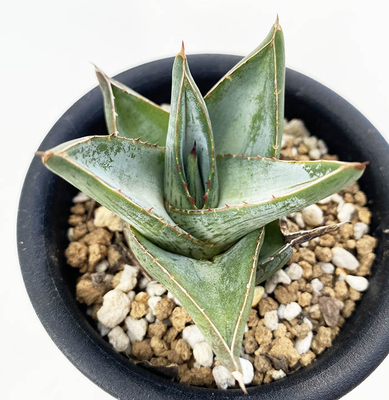 アガベ　ファンキアナ &rdquo;タグ ボートⅡ&rdquo;