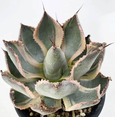 アガベ　グッドモーニング