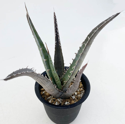 アガベ　ディフォルミス